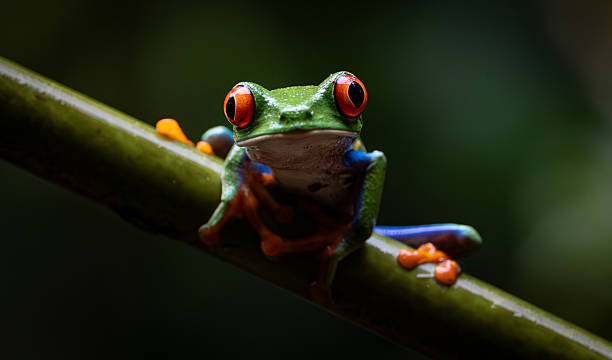 istock Red-eyed Tree Frog in Costa Rica 2215074519
