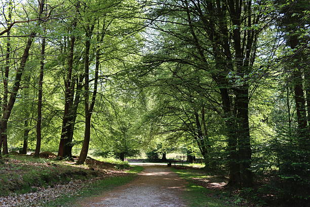 istock Path through a woodland in summer 2215075325