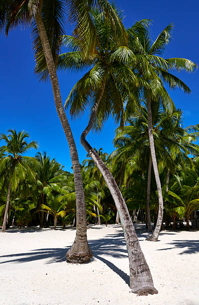 Palm tree with two deck chairs on the beach of Maldives. Copy space.