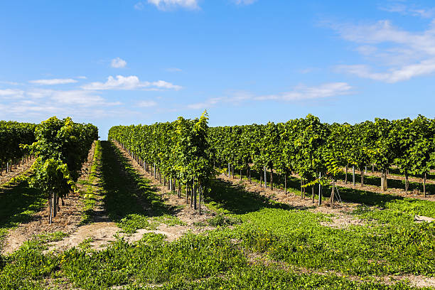 istock A row of grape vines with a clear blue sky in the background 2215077331