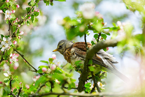 Image of a sparrow preening its feathers