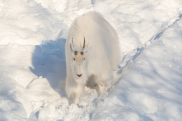 istock One, single isolated mountain goat on a rock face, cliffside in northern Canada, Yukon Territory during winter time season with snow on landscape, surrounded by trees 2215078818
