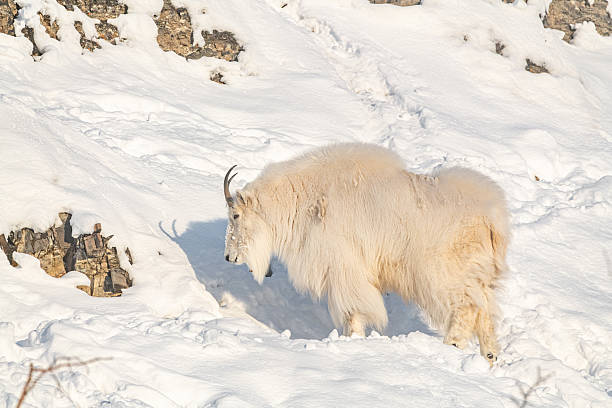 istock One, single isolated mountain goat on a rock face, cliffside in northern Canada, Yukon Territory during winter time season with snow on landscape, surrounded by trees 2215078893