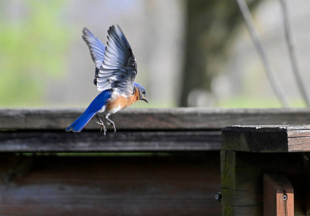 istock A Bluebird About To Land 2215078934