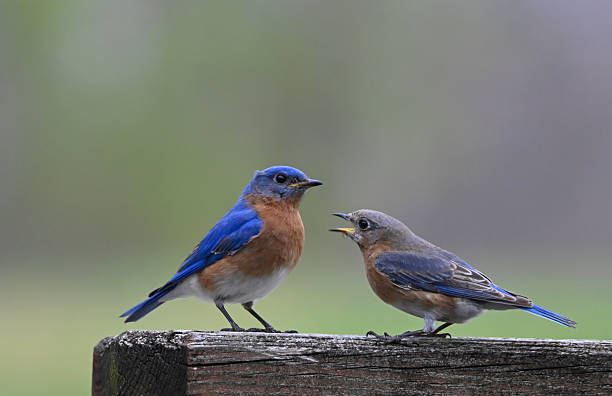 istock A Juvenile Bluebird with and Adult 2215078941