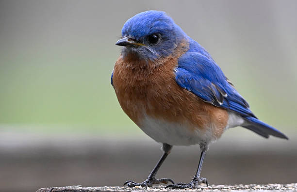 istock A Close Look At A Bluebird 2215078942