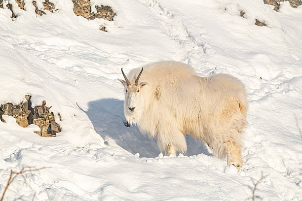 istock One, single isolated mountain goat on a rock face, cliffside in northern Canada, Yukon Territory during winter time season with snow on landscape, surrounded by trees 2215078989