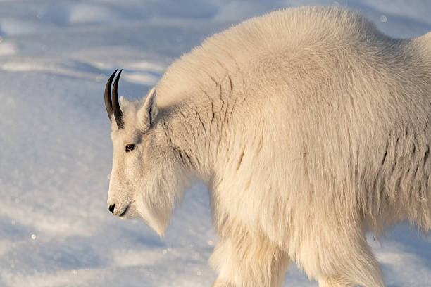istock One, single isolated mountain goat on a rock face, cliffside in northern Canada, Yukon Territory during winter time season with snow on landscape, surrounded by trees 2215079065