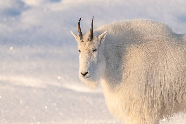 istock One, single isolated mountain goat on a rock face, cliffside in northern Canada, Yukon Territory during winter time season with snow on landscape, surrounded by trees 2215079067