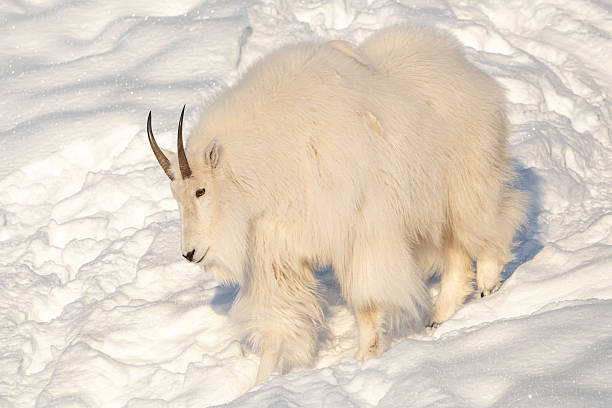 istock One, single isolated mountain goat on a rock face, cliffside in northern Canada, Yukon Territory during winter time season with snow on landscape, surrounded by trees 2215079175