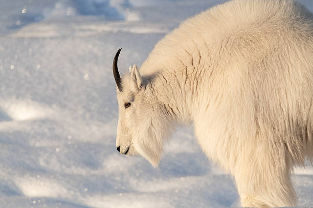 istock One, single isolated mountain goat on a rock face, cliffside in northern Canada, Yukon Territory during winter time season with snow on landscape, surrounded by trees 2215079176