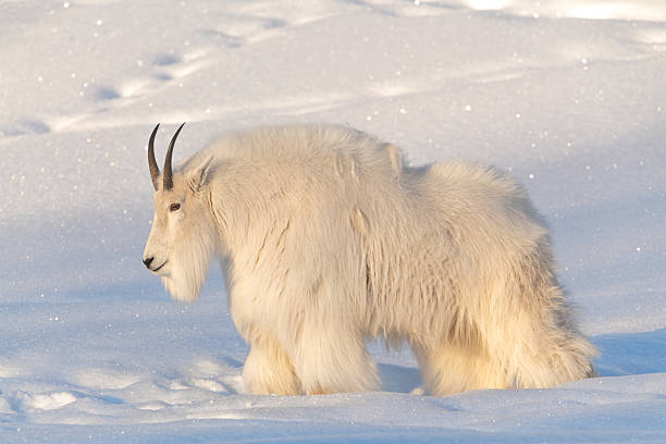 One, single isolated mountain goat on a rock face, cliffside in northern Canada, Yukon Territory during winter time season with snow on landscape, surrounded by trees