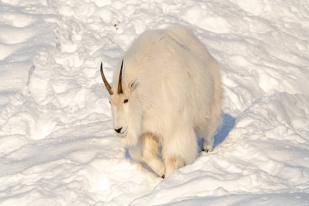 istock One, single isolated mountain goat on a rock face, cliffside in northern Canada, Yukon Territory during winter time season with snow on landscape, surrounded by trees 2215079309