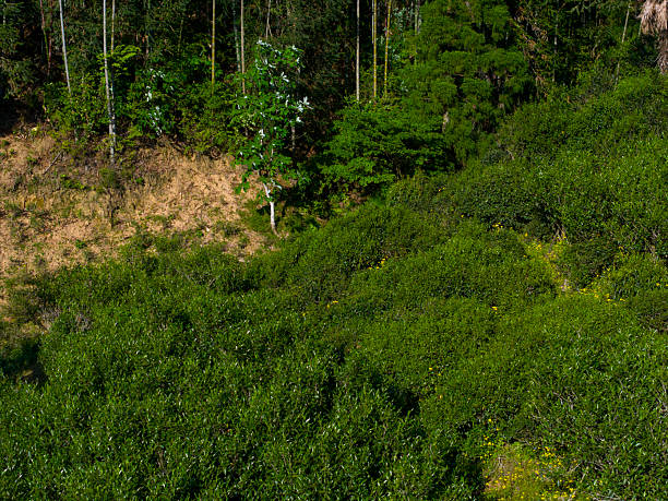 Aerial View of Dense Forest Canopy