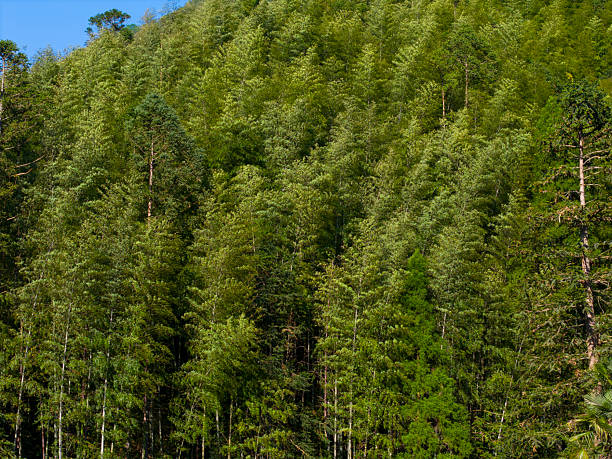 High-angle shot capturing the lush greenery of a dense forest canopy, showcasing the natural beauty and biodiversity of the woodland area. The image conveys a sense of tranquility and untouched wilderness, ideal for environmental studies or nature-themed projects.