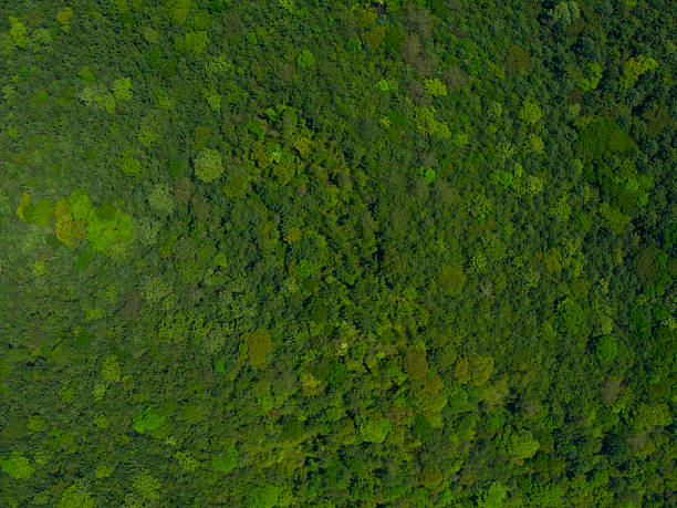 istock Aerial View of Dense Forest Canopy 2215079957