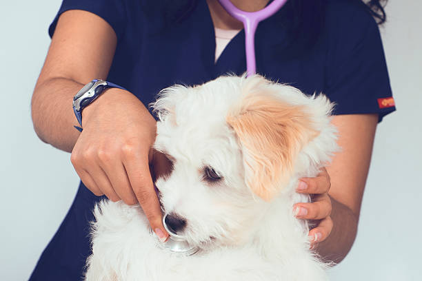 Veterinarian using a stethoscope to examine a small white dog during a checkup