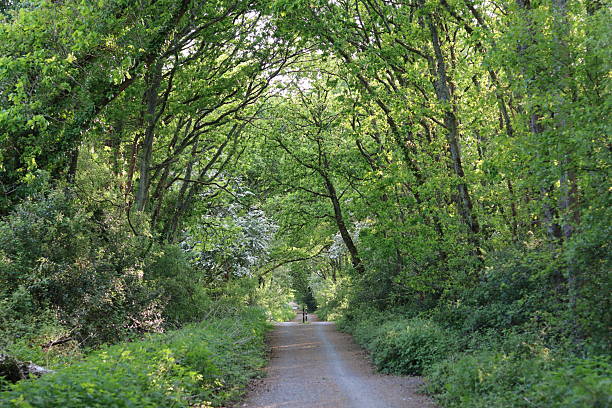 istock Peaceful woodland track in summer 2215081805