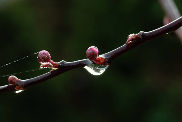 Close-up of water droplet on branch of Japanese Thunder Maple tree