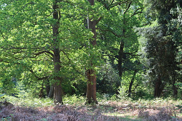 istock View through a woodland in spring 2215082909