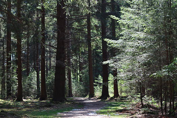 istock Path through a woodland in summer 2215082943