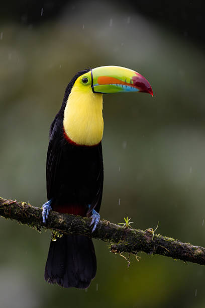 istock Toucan in Costa Rica 2215083770