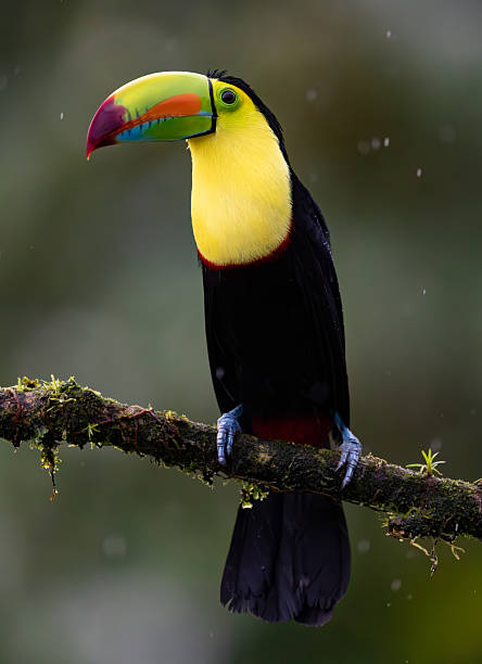 istock Toucan in Costa Rica 2215083794