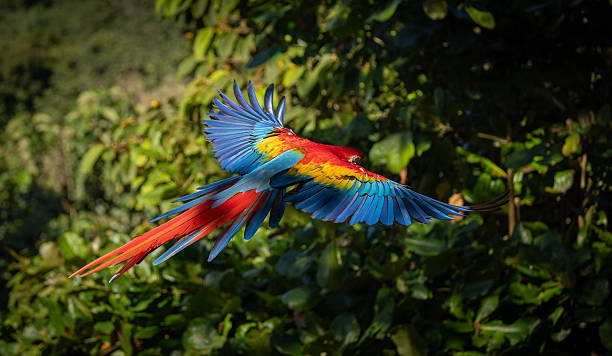 istock Scarlet Macaw in Costa Rica 2215083832
