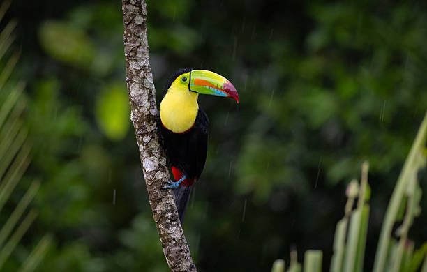 istock Toucan in Costa Rica 2215083866