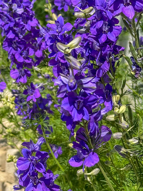 Purple faze
