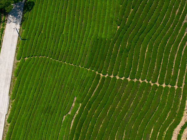 An overhead shot captures neatly arranged rows of vibrant green tea plants, highlighting agricultural precision and natural beauty. The visual style is serene and orderly, evoking tranquility and productivity. This image could be used for topics related to agriculture, nature, or sustainable farming practices.