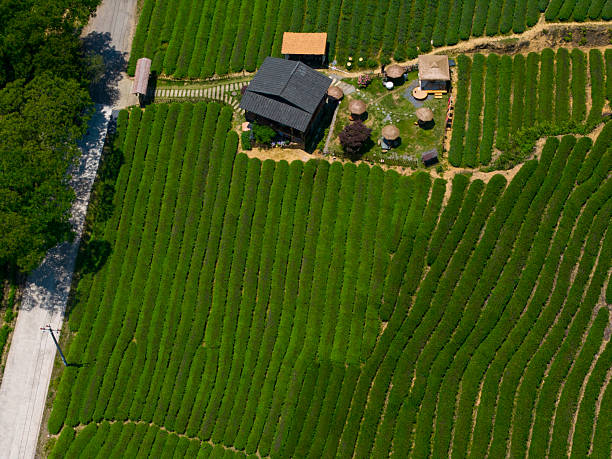 istock Aerial View of Lush Green Tea Fields 2215084307