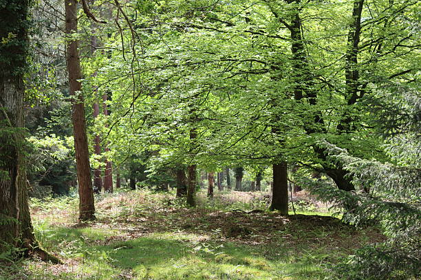 istock View through a woodland in spring 2215084463