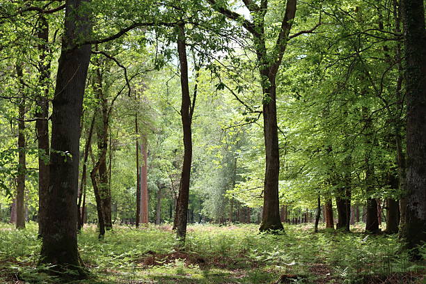istock View through a woodland in spring 2215084465