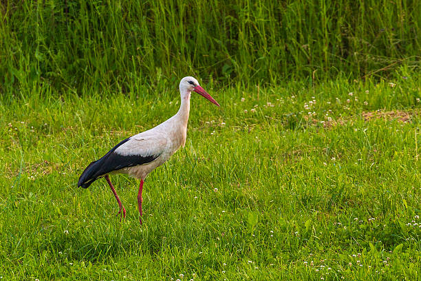 istock White stork walking on a green meadow in Masuria, Poland. 2215084587