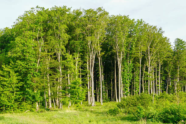 istock Nature green wood sunlight backgrounds. 2215084703