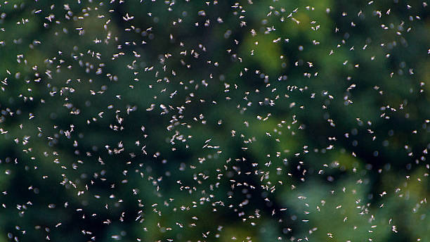 istock A swarm of flies 2215084886