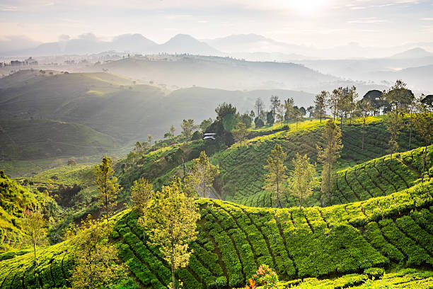 istock Serene sunrise over cukul hills rolling green tea plantation. 2215084960