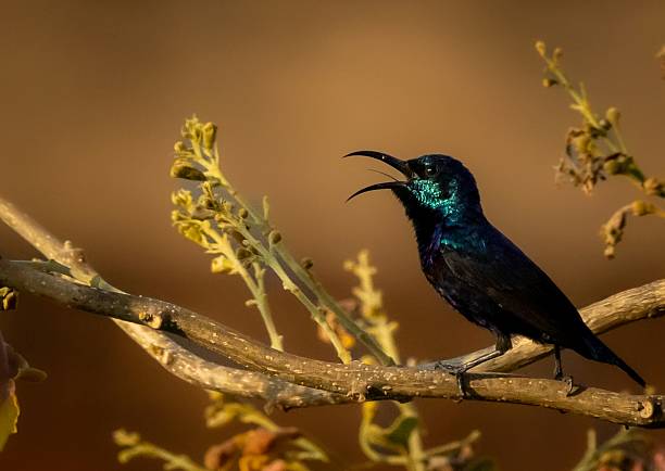 istock Purple sun birds are known for their vocalizations 2215085129