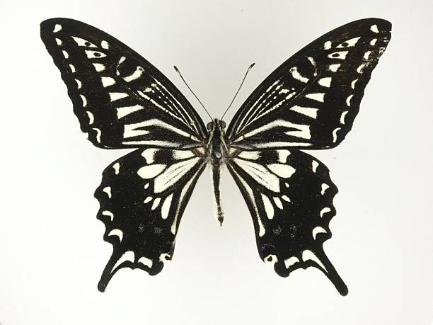 istock Asian Swallowtail Butterfly Summer Form (Papilio xuthus) Specimen 2215085458