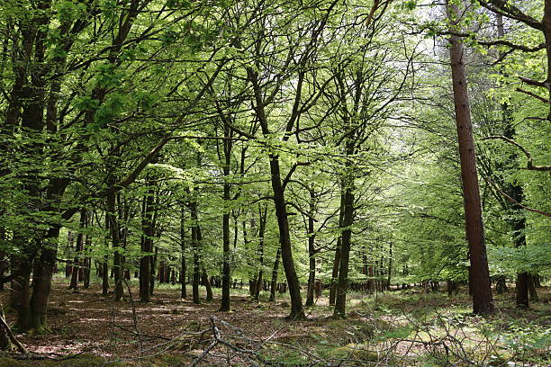 istock View through a woodland in spring 2215085755
