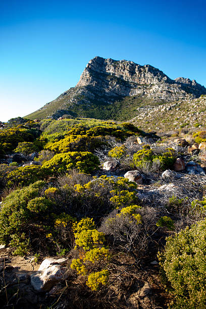 Pincushion protea (Leucospermum cordifolium) at the seaside in its natural habitat, the Cape coastline of South Africa. Camera: Canon 5D.