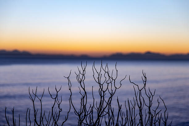 Bush branch above the False bay at sunset