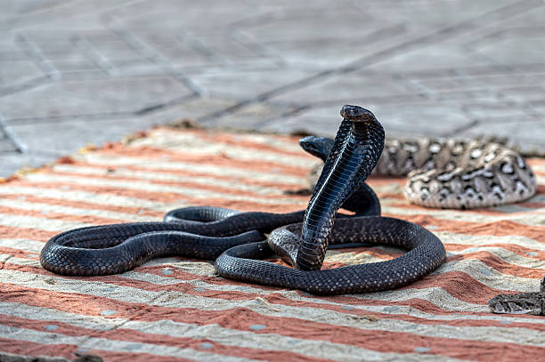 istock Snakes coiled on a mat in Marrakech during a bustling market day 2215088503