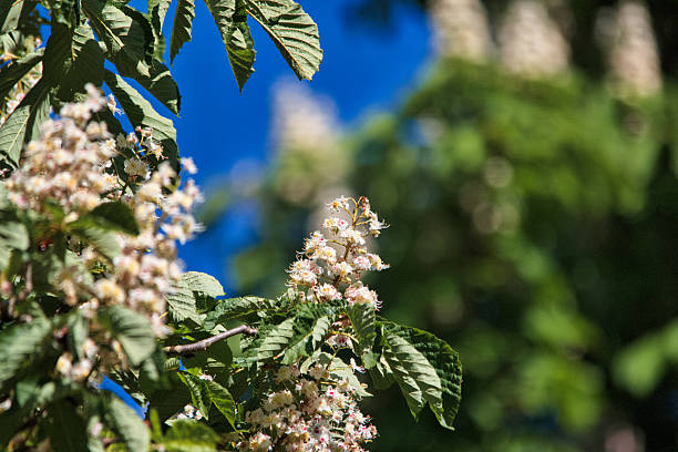 Chestnut blossom in the park in May. White and pink flowers of chestnut shoots on a sunny day. Focus on the foreground