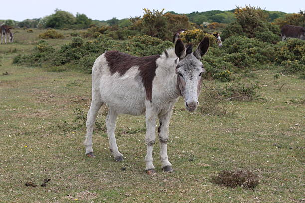 istock Donkey on heathland in the New Forest 2215089382