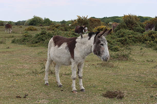 istock Donkey on heathland in the New Forest 2215089445