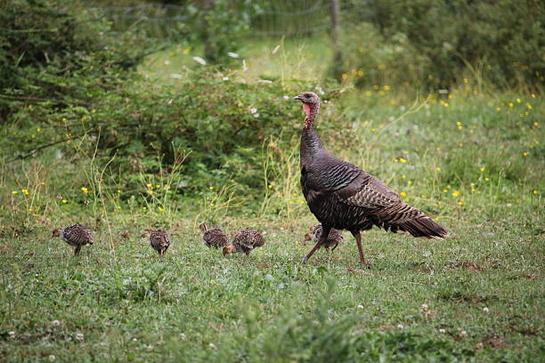 istock Mom and Chicks in Green 2215090074