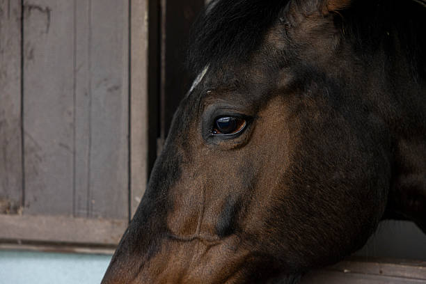 A brown horse stands next to a sturdy wooden fence in a grassy field under a clear blue sky. The horse appears calm and well-groomed, with a shiny coat and alert ears. The fence is weathered and shows signs of age, contrasting with the vibrant green of the grass.