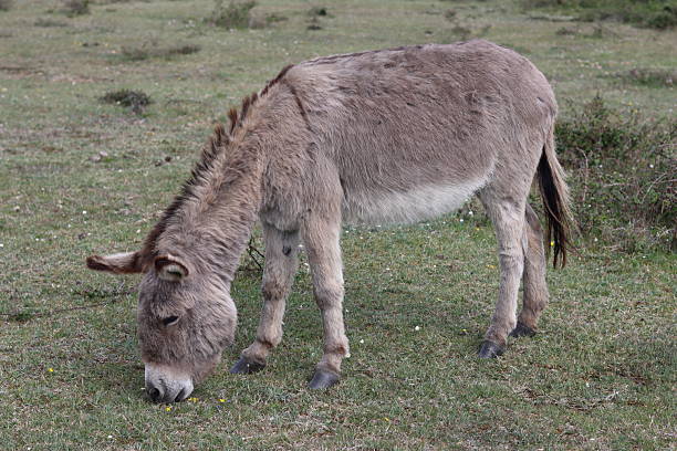 istock Donkey grazing in a field 2215091623